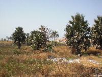Empty Land For Sale At  Tujere...